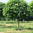 Клен остролистный Глобозум C37,5 Pa140/6-8