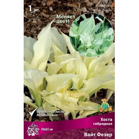 Корневище Хоста гибридная Вайт Фезер 1шт 389381 купить с доставкой в ...