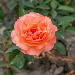 Роза шраб Бельведер (в тубе)