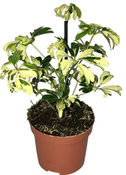 Шеффлера Жанин d9