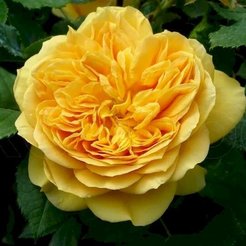 Роза шраб Golden Zest С3