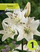 Луковица Лилия Леннокс 1шт