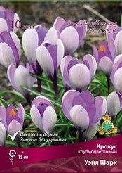 Луковицы Крокус крупноцветковый Уэйл Шарк 10шт