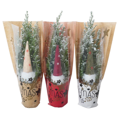 Кипарисовик Лавсона декор гном и снег D9 H32