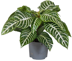 Афеландра Зеленая d13 h25