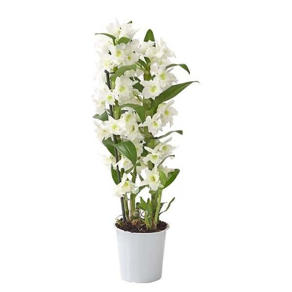 Орхидея Дендробиум Nobile Cultivars White d12 h55