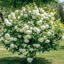 Калина обыкновенная Roseum (Boule de Neige) С1,6