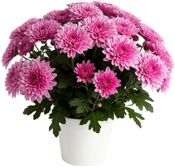 Хризантема Мультифлора d17