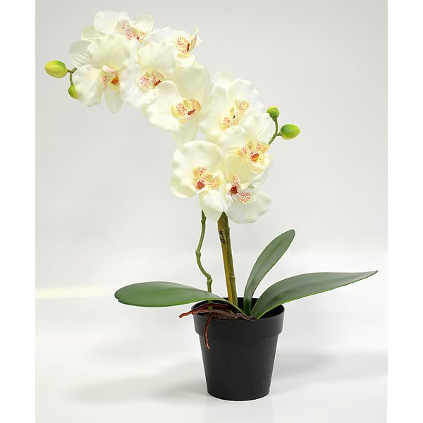 Орхидея Фаленопсис в кашпо белая 