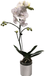 Фаленопсис Фейри Ханхао 1 ст d12