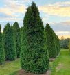 Туя западная Columna С5 h80-90см