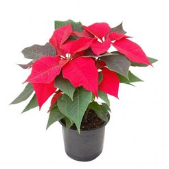 Пуансеттия D13