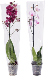 Орхидея Фаленопсис микс 1ств.d12