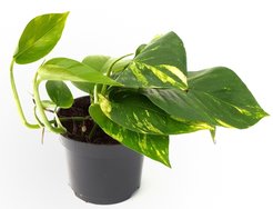 Сциндапсус D12