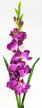 Гладиолус одиночный фиолетовый 106см