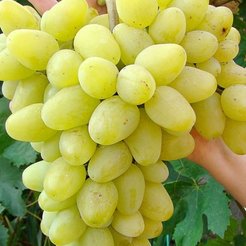 Саженец Виноград столовый Аркадия 0,8л