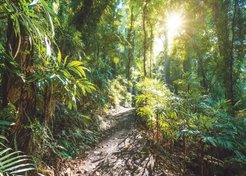 Декопанно DP-5004 50х70 солнечный лес