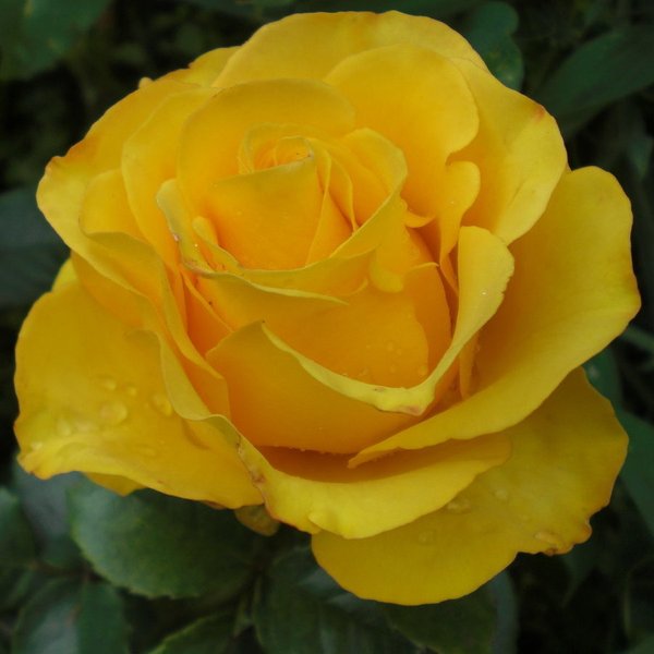Роза чайно-гибридная Желтый остров С4