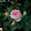 Роза плетистая сорт Пале Рояль (в тубе)