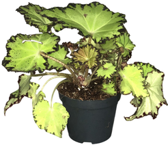 Бегония Рекс Джайв d9