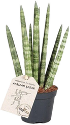 Сансевьера Цилиндрика Ракета D6 H18