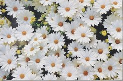 Салфетка сервировочная Ромашки 60х90см полипропилен