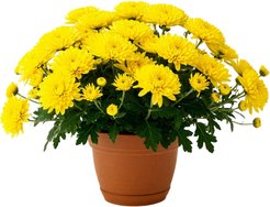 Хризантема мультифлора d13