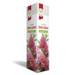 Гортензия метельчатая Пинки Винки (в тубе)