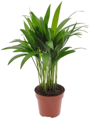 Дипсис d10,5см h25-40см