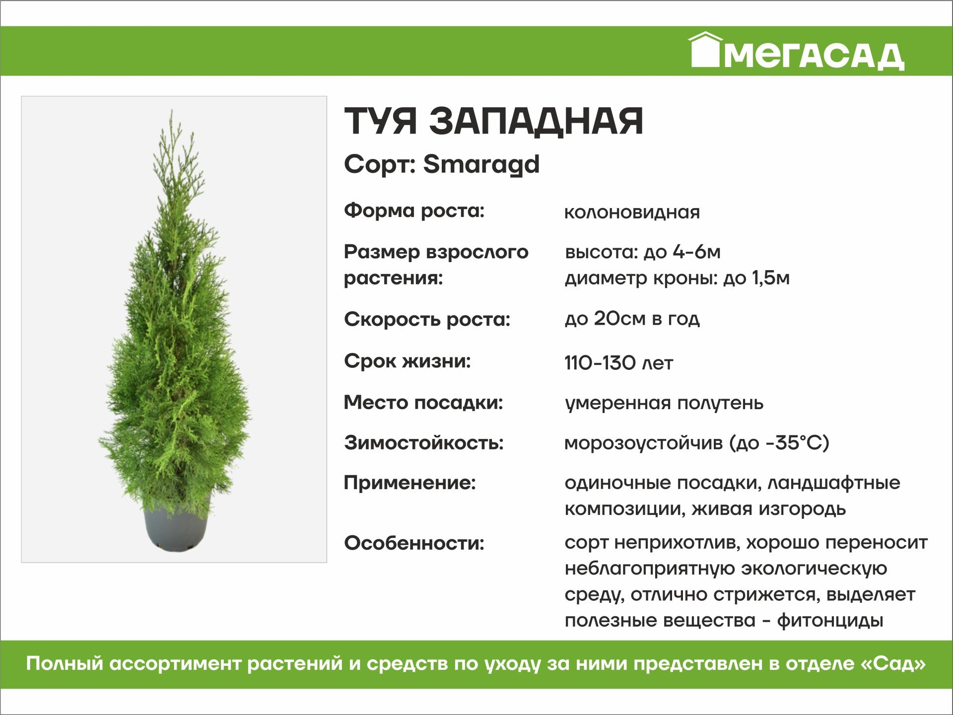 Туя западная Smaragd d19 h70см 437138 купить с доставкой в МЕГАСТРОЙ Россия