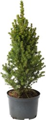 Ель канадская Glauca Conica C4 h40-60см