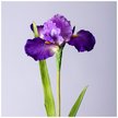 Цветок искусственный Ирис 90см