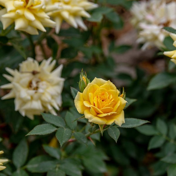 Роза миниатюрная Йеллоу Долл (в тубе) 