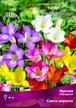 Луковица Фрезия гибридная Cмесь окрасок 10шт