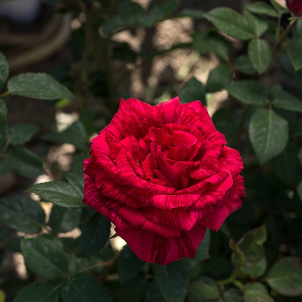 Роза чайно-гибридная Ред Интуишн (в тубе)