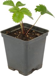 Рассада Земляника ранняя Альба Р9