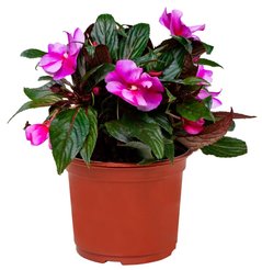 Бальзамин новогвинейский d15