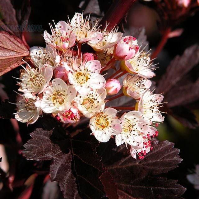 Пузыреплодник красный Саммер Вайн в коробке 410841 купить с доставкой в ...