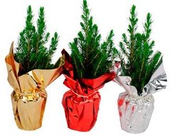 Ель Глаука Коника мешочек и звезда d9 h30