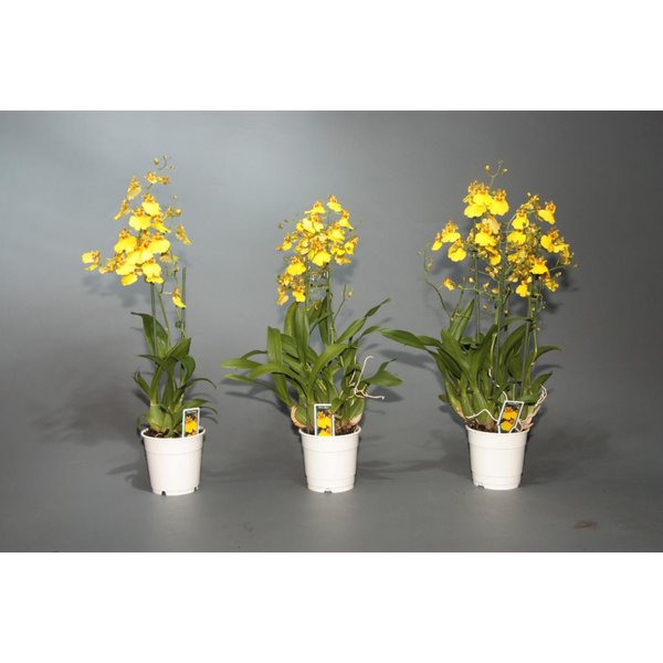 Орхидея Ондидиум d8 h20
