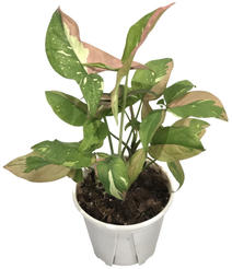 Сингониум Ред Спот Триколор d12