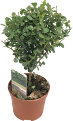 Мирсина африканская штамбовая d9