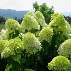 Гортензия метельчатая микс сортов С1,6-2