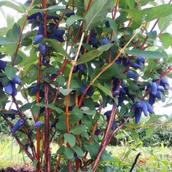 Саженец Жимолость плодовая Бакчарская С3