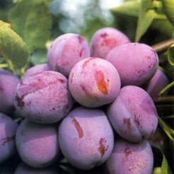 Саженец Слива Опал 2-х летка С 6л