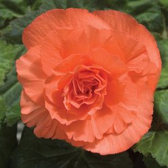 Клубень Бегония Махровая лососевая 2шт