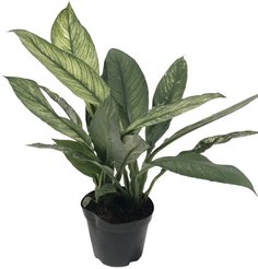 Спатифиллум Вариегатный d12