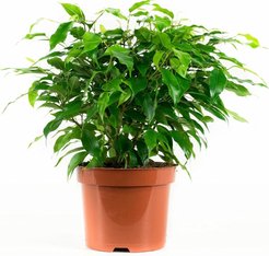 Фикус benjamina смесь, D19