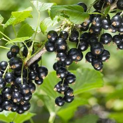 Саженец Смородина черная Селеченская-2 (2-летняя) ЗКС