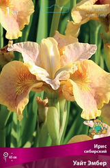 Корневище Ирис сибирский Уайт Эмбер 1шт
